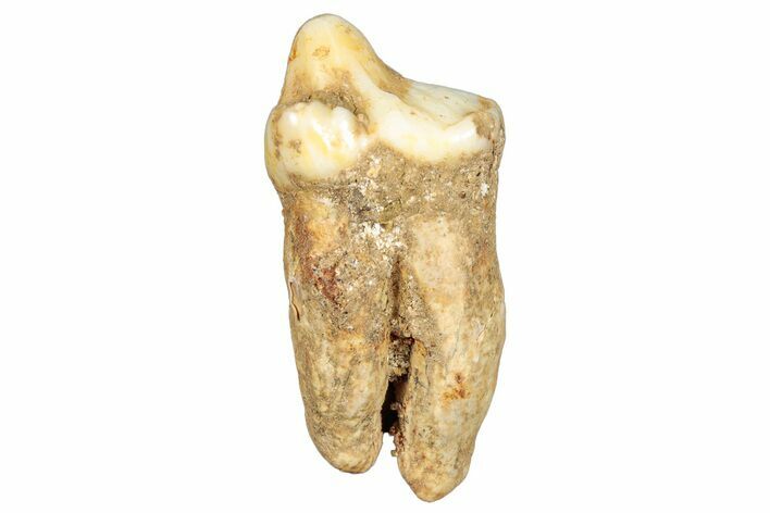 Rooted Fossil Cave Bear (Ursus) Tooth - L'Herm, France #293186